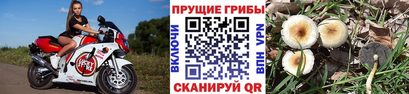 где найти   Вуктыл  hydra рабочий сайт  Псилоцибиновые грибы мицелий 